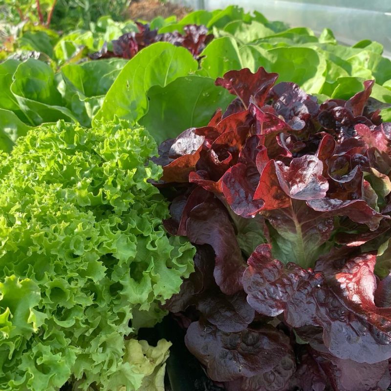 Vielfalt auch in den Sorten. Frische bunte Salate aus Westerheim