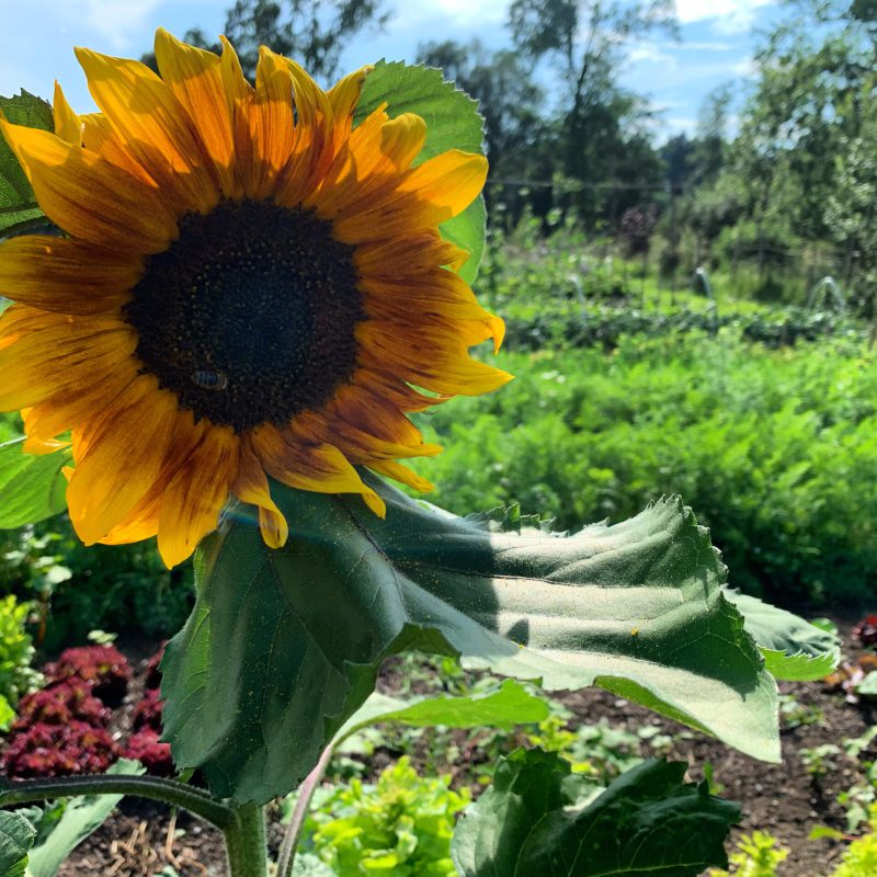 Sonnenblume mit Biene am Beetrand in Westerheim