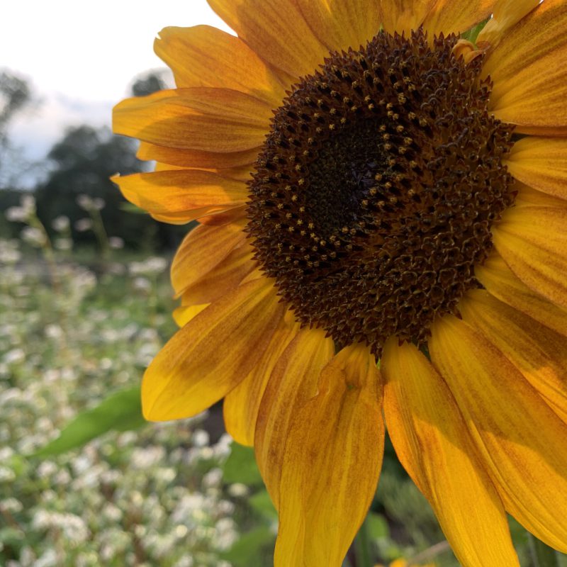 sonnenblume-biodiversitaet-nachhaltig-regional-insektenfreundlich-westerheim